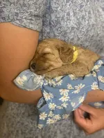 Roxy, a female Poodle - Miniature  and Miniature Goldendoodle for sale in Hillsboro, WI – 1 of 3
