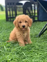 Coming soon!, a  Poodle - Miniature  and Miniature Goldendoodle for sale in Hillsboro, WI – Photo 7 of 7