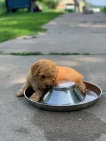 Coming soon!, a  Poodle - Miniature  and Miniature Goldendoodle for sale in Hillsboro, WI – Photo 5 of 7