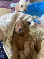 Coming soon!, a  Poodle - Miniature  and Miniature Goldendoodle for sale in Hillsboro, WI – Photo 2 of 7