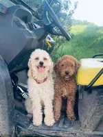 Coming soon!, a  Poodle - Miniature  and Miniature Goldendoodle for sale in Hillsboro, WI – Photo 3 of 7