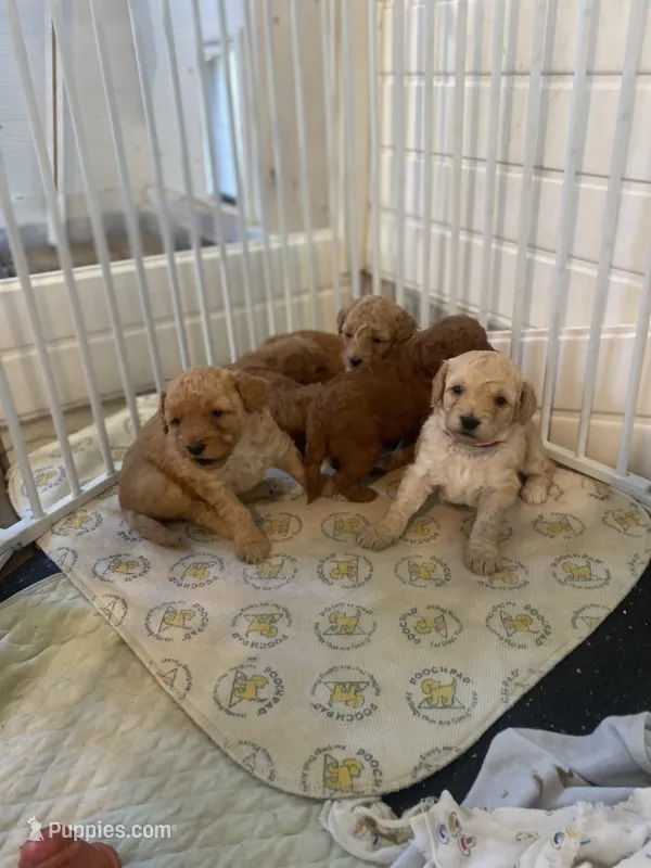Coming soon!, a  Poodle - Miniature  and Miniature Goldendoodle for sale in Hillsboro, WI – Photo 1 of 7