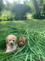Coming soon!, a  Poodle - Miniature  and Miniature Goldendoodle for sale in Hillsboro, WI – Photo 4 of 7
