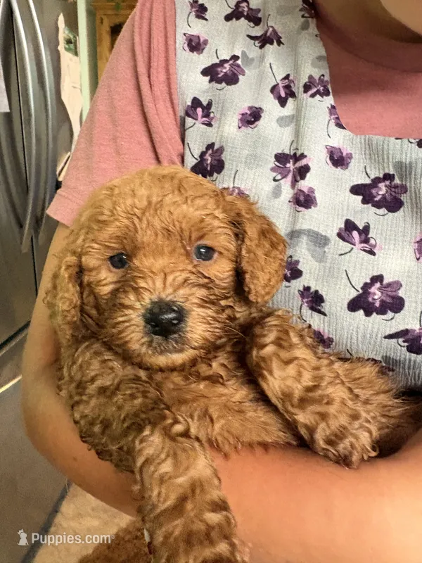 Reagan  – Poodle - Miniature , Miniature Goldendoodle puppy for sale in Hillsboro, WI