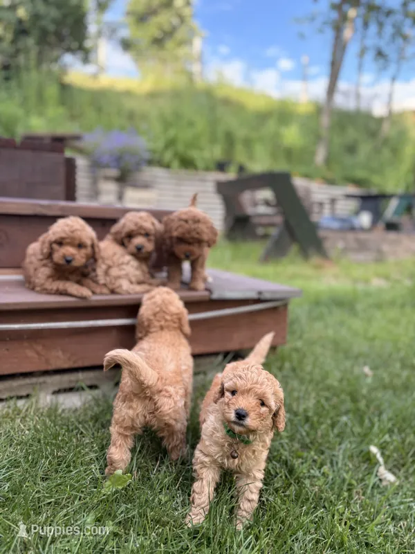 Rover – Poodle - Miniature , Miniature Goldendoodle puppy for sale in Hillsboro, WI