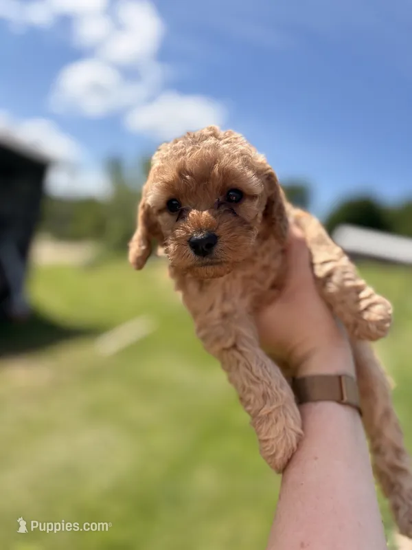 Roxy – Poodle - Miniature , Miniature Goldendoodle puppy for sale in Hillsboro, WI