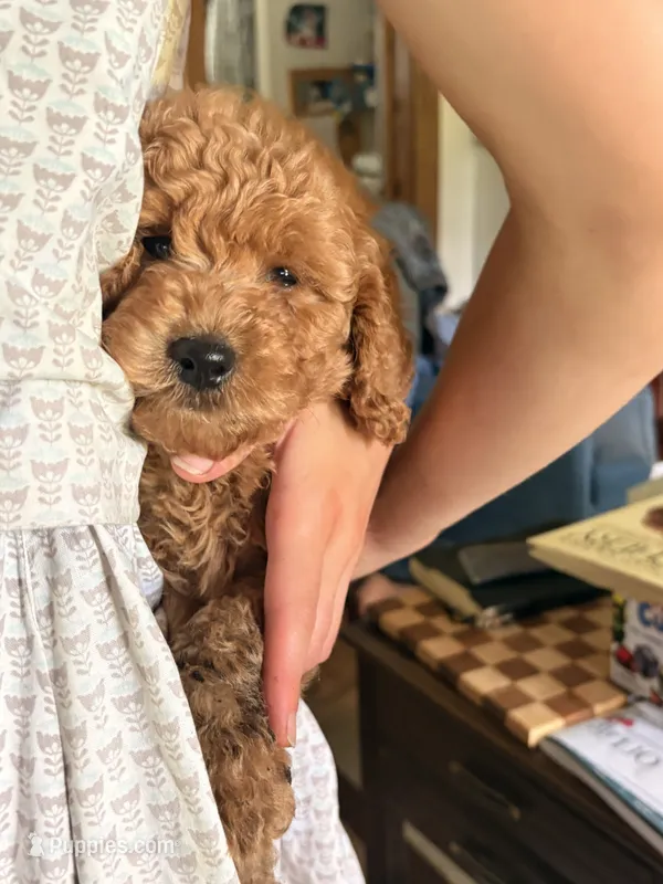 Reagan , a male Poodle - Miniature  and Miniature Goldendoodle for sale in Hillsboro, WI – 1 of 7
