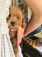 Reagan , a male Poodle - Miniature  and Miniature Goldendoodle for sale in Hillsboro, WI – 1 of 7