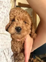 Reagan , a male Poodle - Miniature  and Miniature Goldendoodle for sale in Hillsboro, WI – 2 of 7