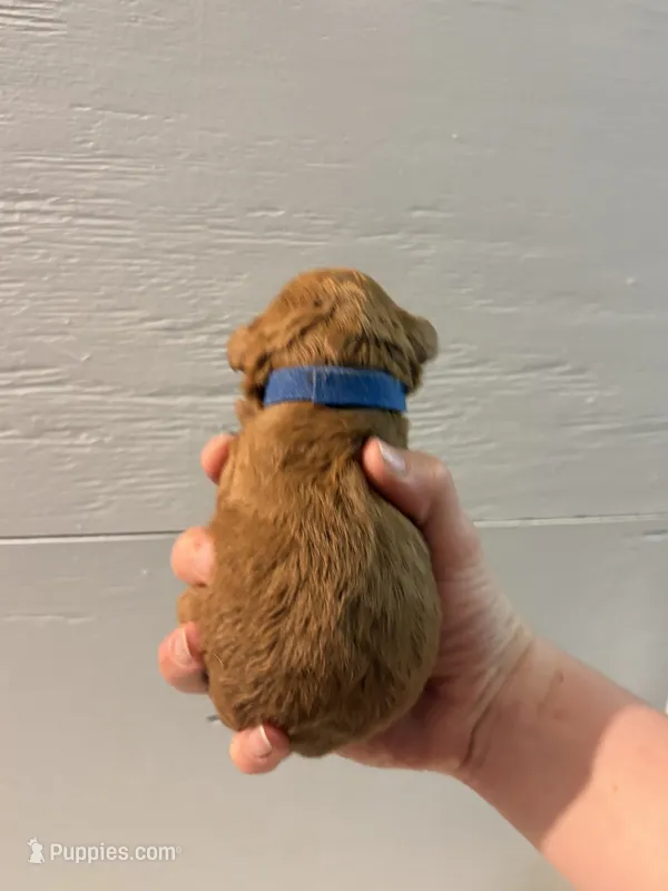 Reagan  – Poodle - Miniature , Miniature Goldendoodle puppy for sale in Hillsboro, WI