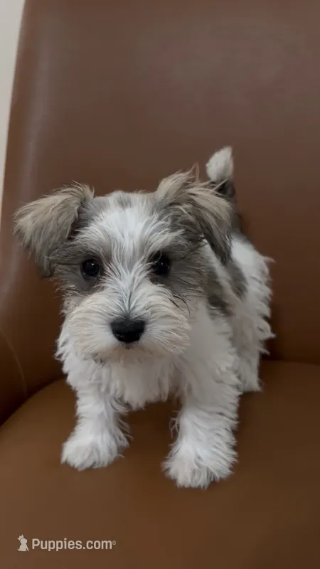 Toy – Miniature Schnauzer puppy for sale in Orlando, FL