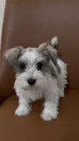 Toy, a female Miniature Schnauzer for sale in Orlando, FL – 1 of 7