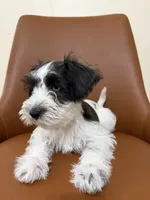 Blue, a female Miniature Schnauzer for sale in Orlando, FL – 7 of 7