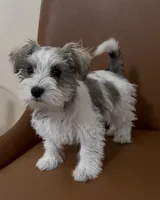 Toy, a female Miniature Schnauzer for sale in Orlando, FL – 3 of 7