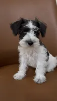 Blue, a female Miniature Schnauzer for sale in Orlando, FL – 4 of 7