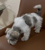 Toy, a female Miniature Schnauzer for sale in Orlando, FL – 4 of 7