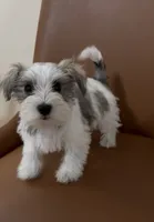 Toy, a female Miniature Schnauzer for sale in Orlando, FL – 6 of 7