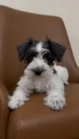 Blue, a female Miniature Schnauzer for sale in Orlando, FL – 5 of 7