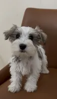 Toy, a female Miniature Schnauzer for sale in Orlando, FL – 7 of 7