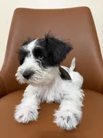 Blue, a female Miniature Schnauzer for sale in Orlando, FL – 6 of 7