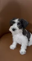 Blue, a female Miniature Schnauzer for sale in Orlando, FL – 2 of 7