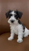 Blue, a female Miniature Schnauzer for sale in Orlando, FL – 3 of 7