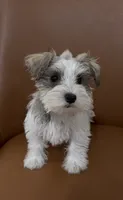 Toy, a female Miniature Schnauzer for sale in Orlando, FL – 2 of 7