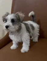 Toy, a female Miniature Schnauzer for sale in Orlando, FL – 5 of 7