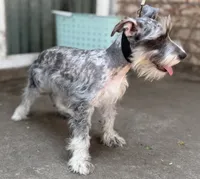 Miniature & Toy Schnauzers , a female Miniature Schnauzer for sale in Tulsa, OK – 8 of 10