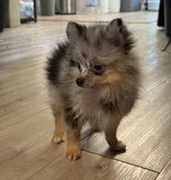 Precious , a female Pomeranian for sale in Tulsa, OK – 3 of 3