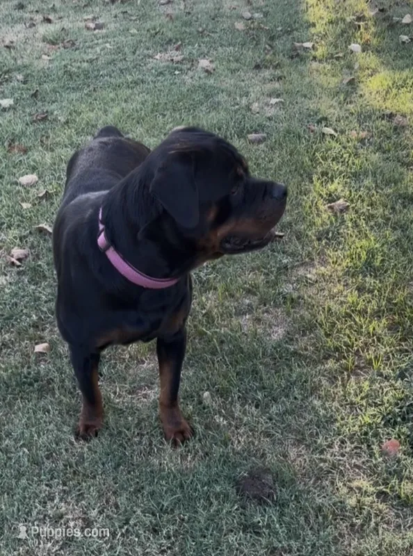 Dynasty – Rottweiler puppy for sale in Tulsa, OK