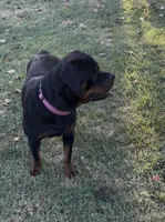 Dynasty, a female Rottweiler for sale in Tulsa, OK – 1 of 2