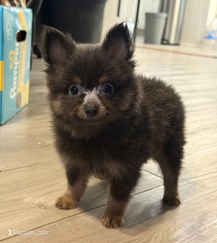 Baby – Pomeranian puppy for sale in Tulsa, OK