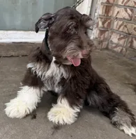 Miniature & Toy Schnauzers , a female Miniature Schnauzer for sale in Tulsa, OK – 4 of 10