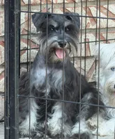 Miniature & Toy Schnauzers , a female Miniature Schnauzer for sale in Tulsa, OK – 6 of 10
