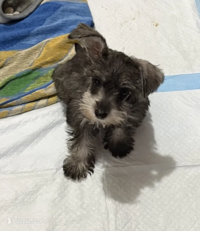 Tiny Tim – Miniature Schnauzer puppy for sale in Tulsa, OK