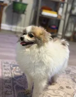 Honey , a female Pomeranian for sale in Tulsa, OK – 2 of 3