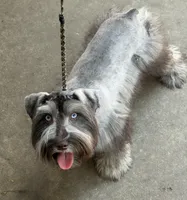 Miniature & Toy Schnauzers , a female Miniature Schnauzer for sale in Tulsa, OK – 7 of 10