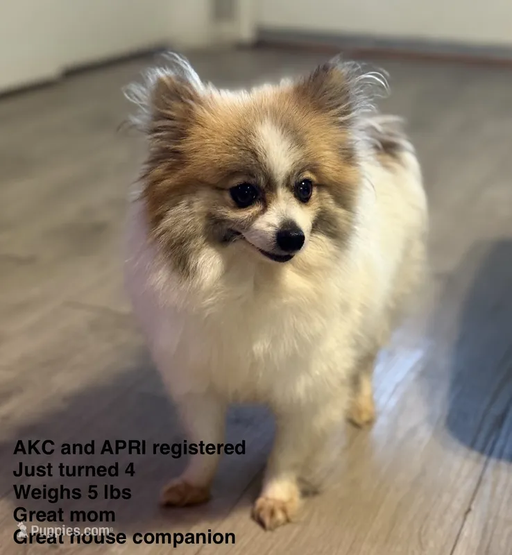 Honey  – Pomeranian puppy for sale in Tulsa, OK