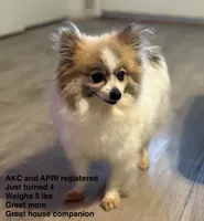 Honey , a female Pomeranian for sale in Tulsa, OK – 1 of 3