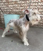Miniature & Toy Schnauzers , a female Miniature Schnauzer for sale in Tulsa, OK – 2 of 10