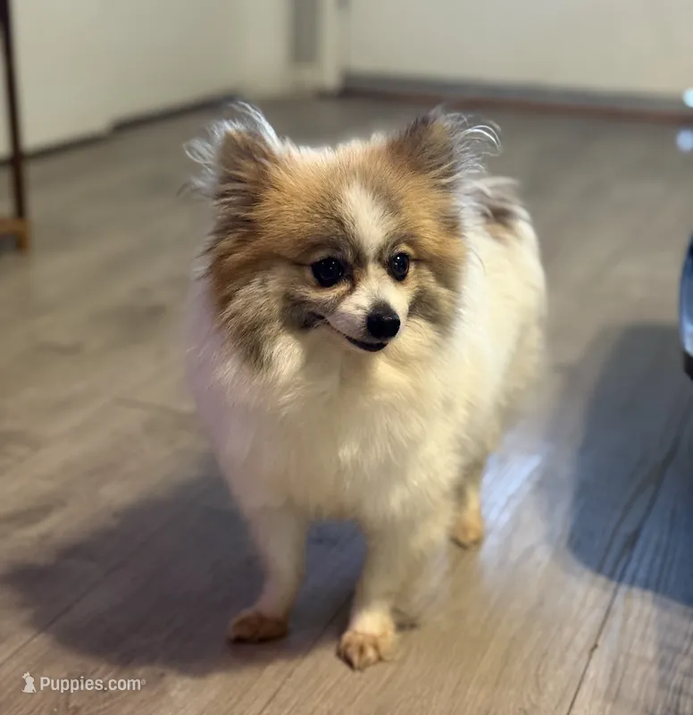 Honey – Pomeranian puppy for sale in Tulsa, OK