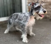 Miniature & Toy Schnauzers , a female Miniature Schnauzer for sale in Tulsa, OK – 9 of 10