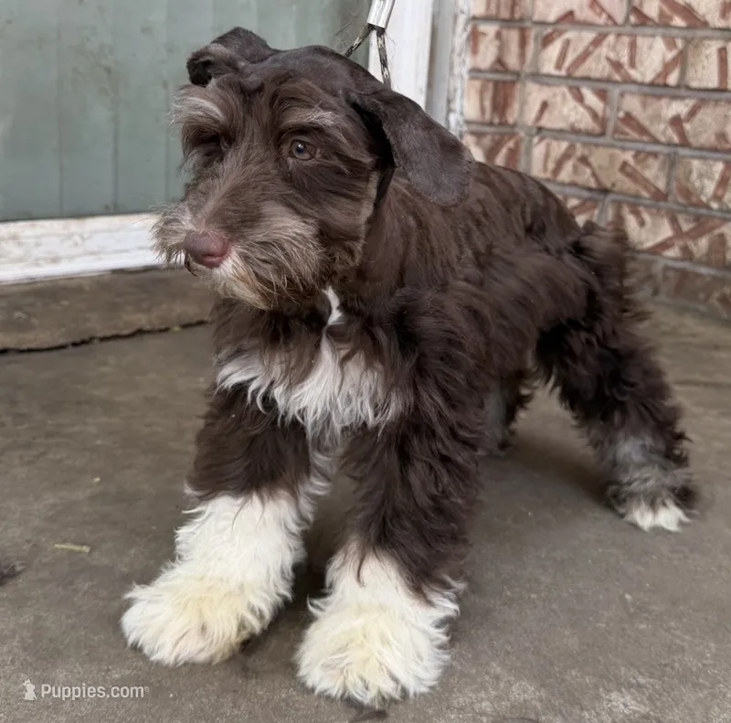 Miniature & Toy Schnauzers  – Miniature Schnauzer puppy for sale in Tulsa, OK