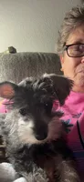 Tiny Tim, a male Miniature Schnauzer for sale in Tulsa, OK – 2 of 7