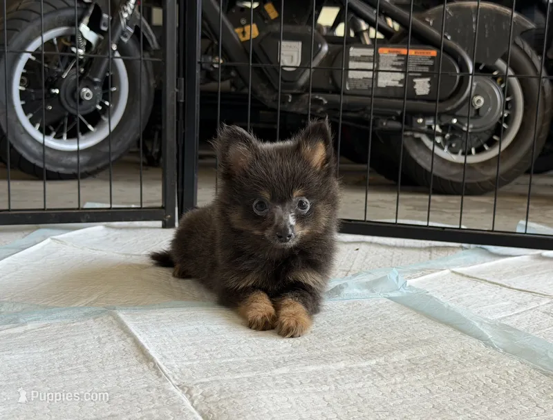 Baby – Pomeranian puppy for sale in Tulsa, OK