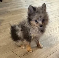Precious , a female Pomeranian for sale in Tulsa, OK – 2 of 3