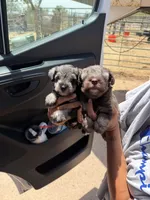 Tiny Tim, a male Miniature Schnauzer for sale in Tulsa, OK – 4 of 7