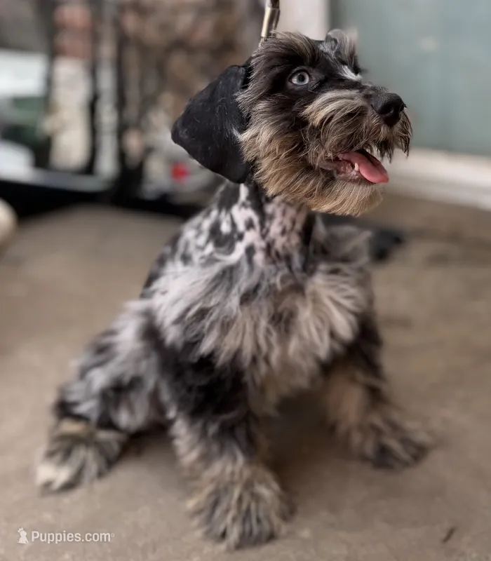 Merle Haggard – Miniature Schnauzer puppy for sale in Tulsa, OK