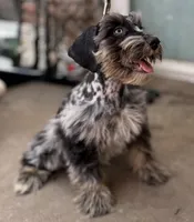 Merle Haggard, a male Miniature Schnauzer for sale in Tulsa, OK – 1 of 2